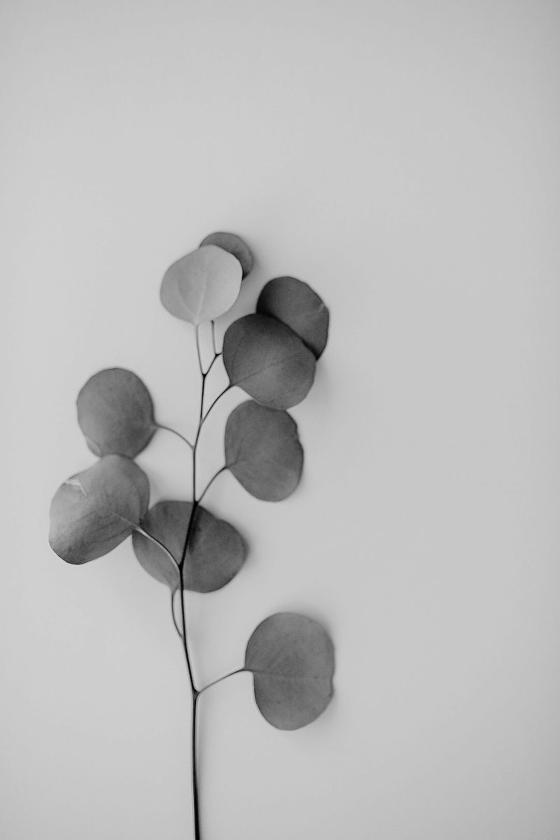 A single eucalyptus stem laid against a pale wall